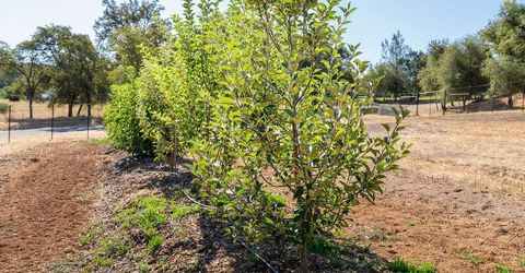 6800 Potts Trl, Browns Valley, CA 95918 Photo