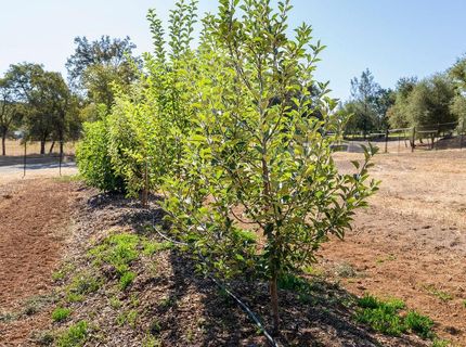 6800 Potts Trl, Browns Valley, CA 95918 Photo
