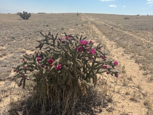Lot 10 Cuerno Verde Ranches, Walsenburg, CO 81089