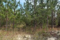 Mpf 1 State Rd S-28-31 Road  photo 4