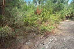 Mpf 2 State Rd S-28-31 Road  photo 4