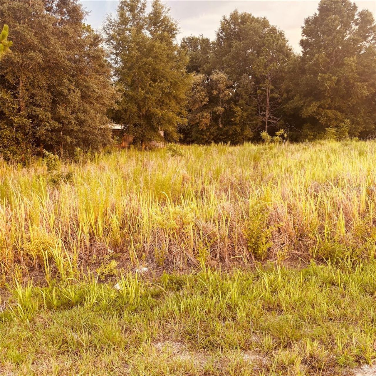 Tbd Dogwood Drive Course , Ocala, FL 34472 Main Photo