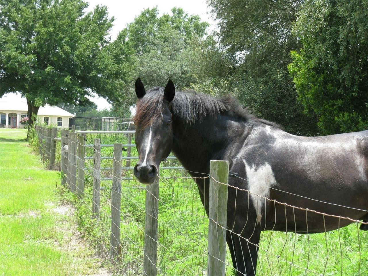 21341 Horse Ranch Road, Mount Dora, FL 32757 Photo