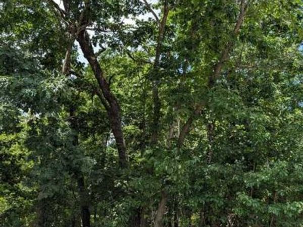 Campbell Lane, Bella Vista, AR 72715