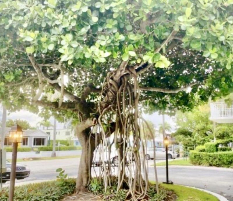 33 S Ocean Avenue, Unit 501, Palm Beach Shores, FL 33404 Photo