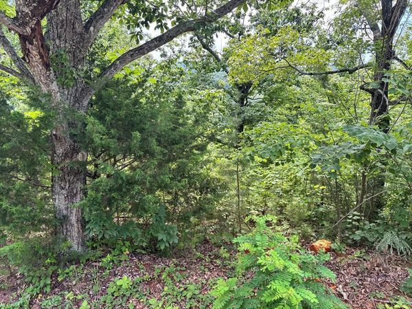 1.31 AC Wood River Ln, Allons, TN 38541