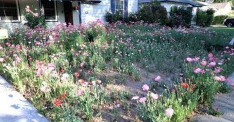 1025 Primrose Street, Reno, NV 89509 Photo