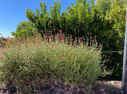 8162 Ryland Dr, El Dorado Hills, CA 95762 Photo