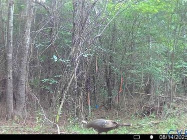 n/a Doswell Town rd, Lunenburg, VA 23952