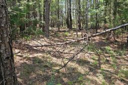 00 Cypress Drive  photo 4