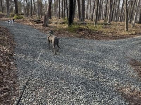 24 Shagbark Ln, Readington, NJ 08889