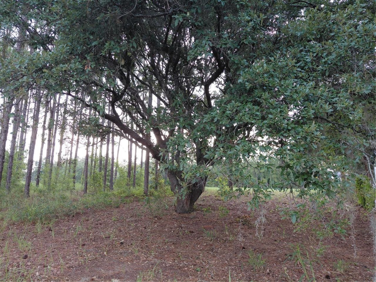 14240 Lost Lake Road , Clermont, FL 34711 Photo