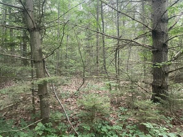 3189 Parrotts Road, Indian River, MI 49749