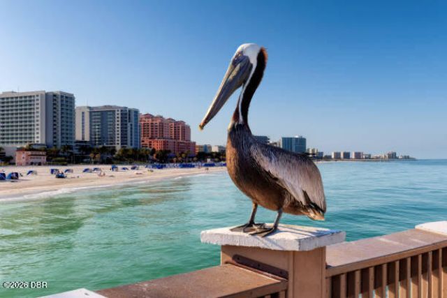 2403 S Atlantic Avenue, Unit 1008, Daytona Beach Shores, FL 32118 Photo