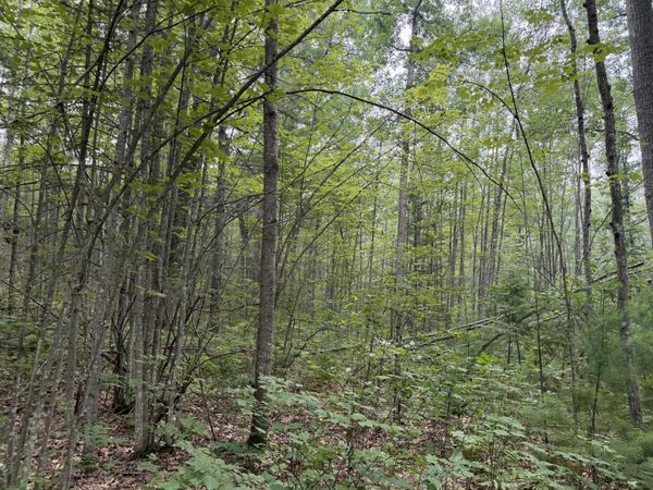 12055 Michigan 33, Atlanta, MI 49709