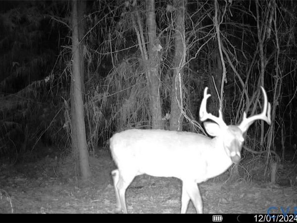 NA Doswell Town Rd, Lunenburg, VA 22191