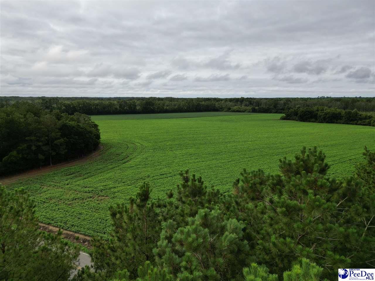 45+/- Acres Road 300 Photo 8