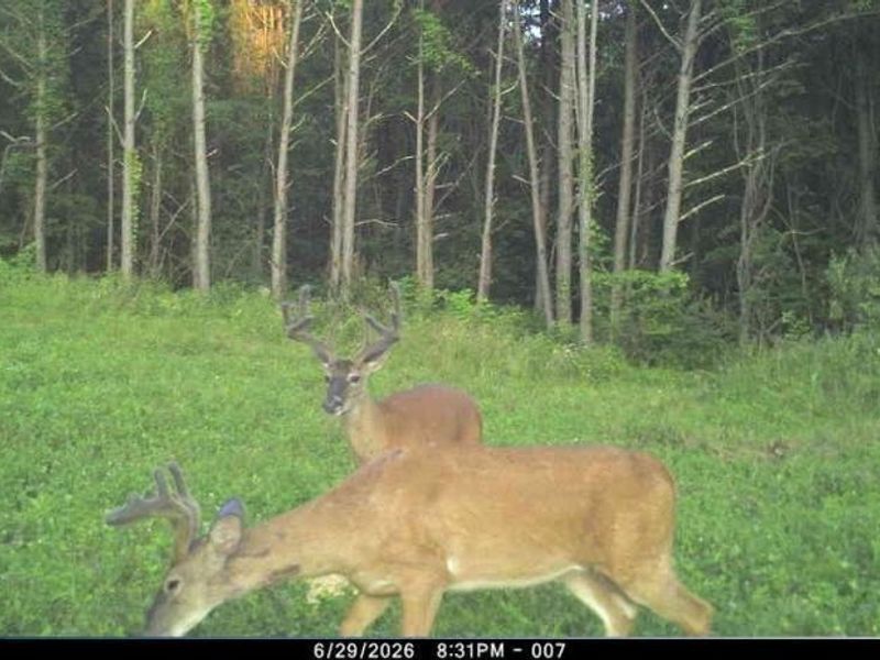 0 Tract ABCD Early Ridge Road, McConnelsville, OH 45786 Photo 34