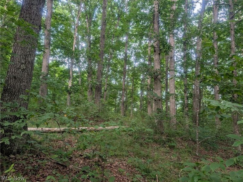 0 Tract D E. Reinersville Road, McConnelsville, OH 45786 Photo 13