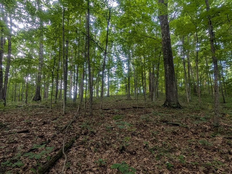 Tract A E. Reinersville Road , Caldwell, OH 43724 Photo 7
