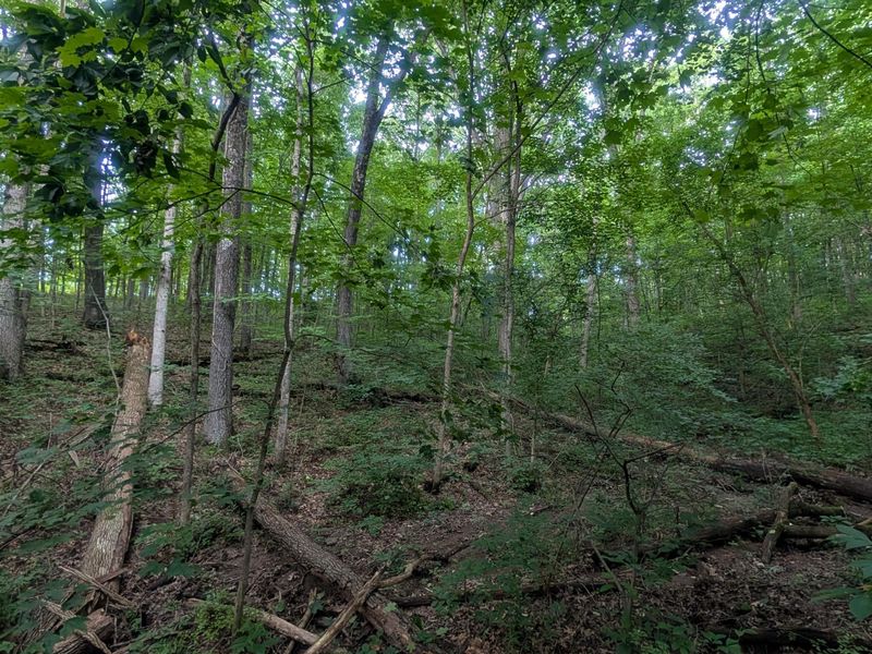 Tract A E. Reinersville Road , Caldwell, OH 43724 Photo 9