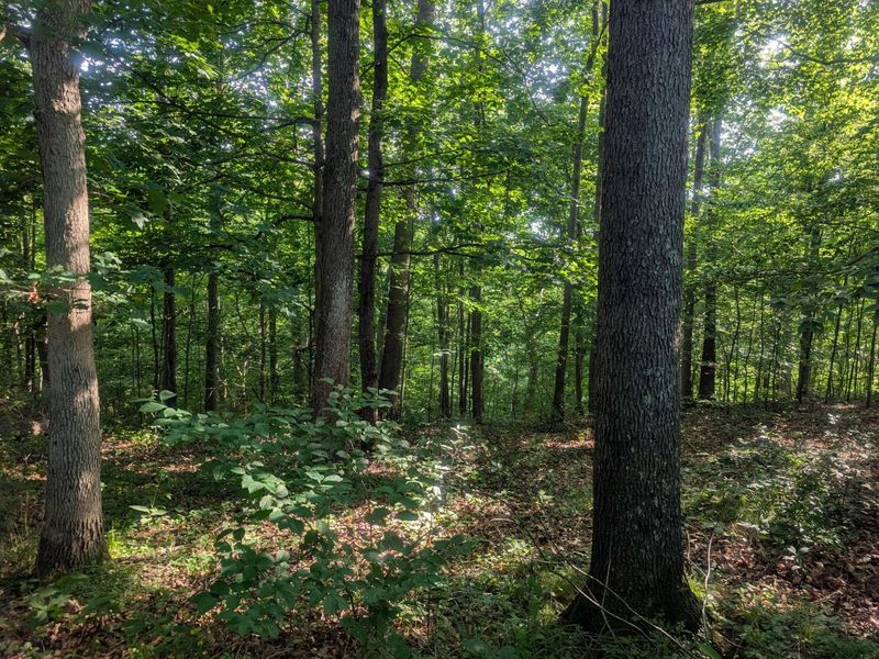 5055 Tract C Early Ridge , McConnelsville, OH 43756 Photo 17