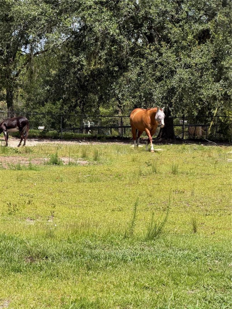 5730 SE 120th Avenue, Morriston, FL 32668 Photo