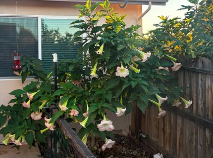 327 Manor Dr, Ione, CA 95640 Photo