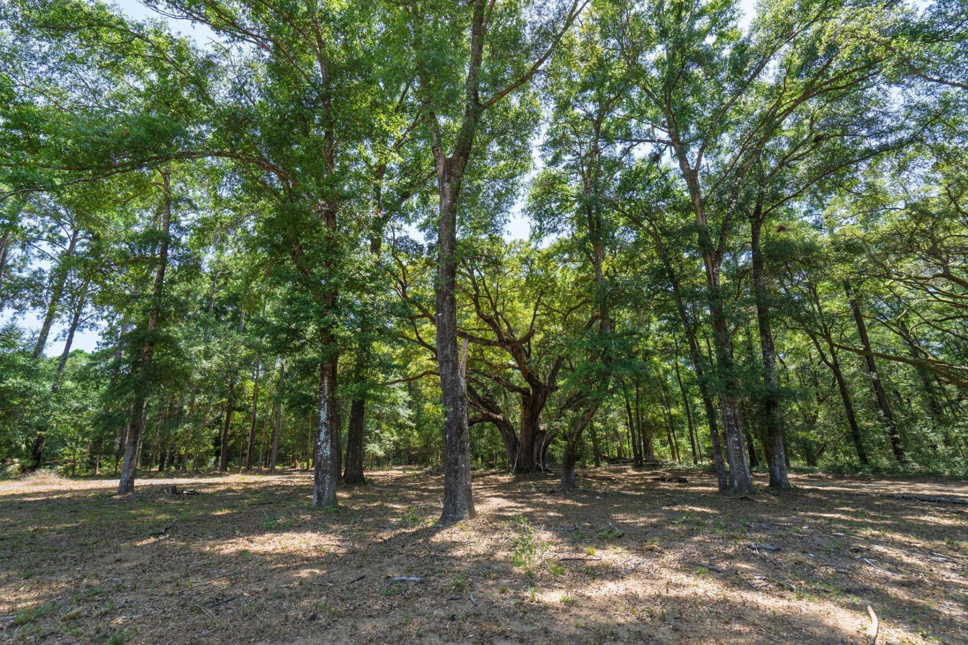 1448 Marsh Bluff Court Photo 13
