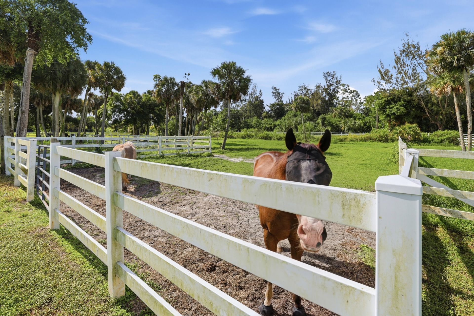 14095 Biddex Road, Loxahatchee Groves, FL 33470 Photo