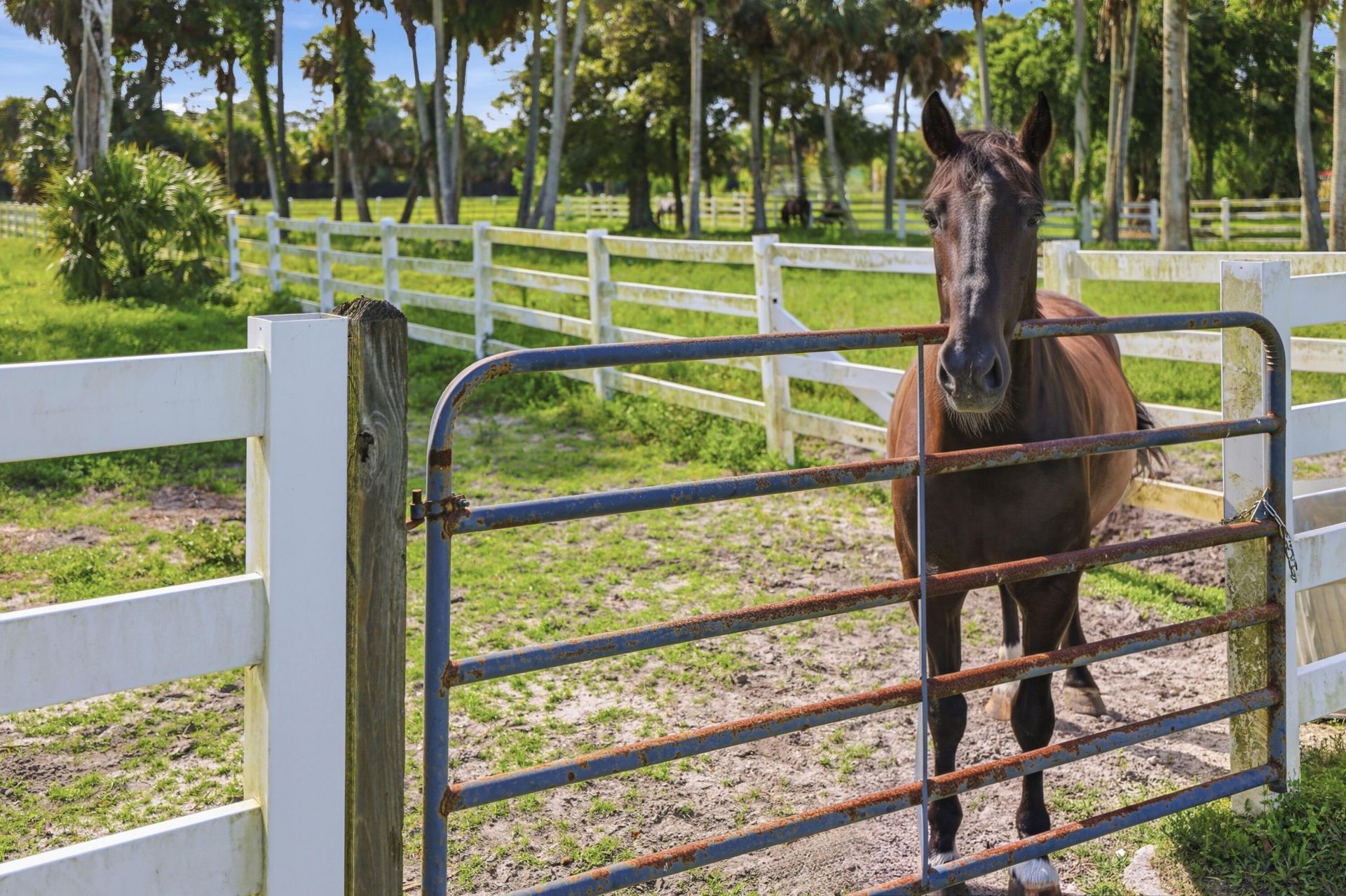 14095 Biddex Road, Loxahatchee Groves, FL 33470 Photo