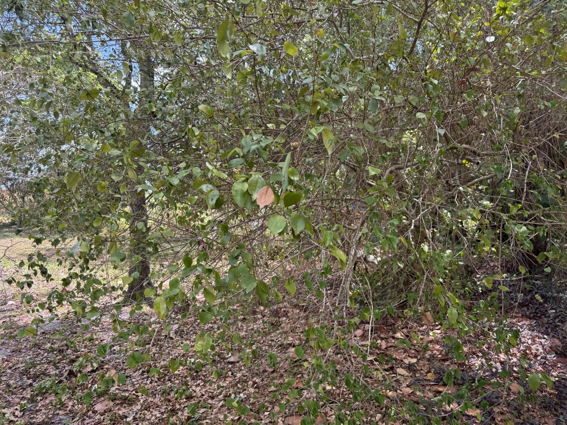 3358 S Jog Road, Greenacres, FL 33467 Photo