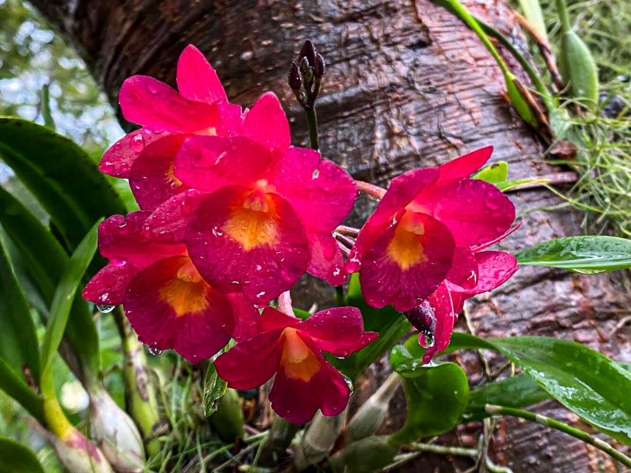 907 Frances Street, Key West, FL 33040 Photo