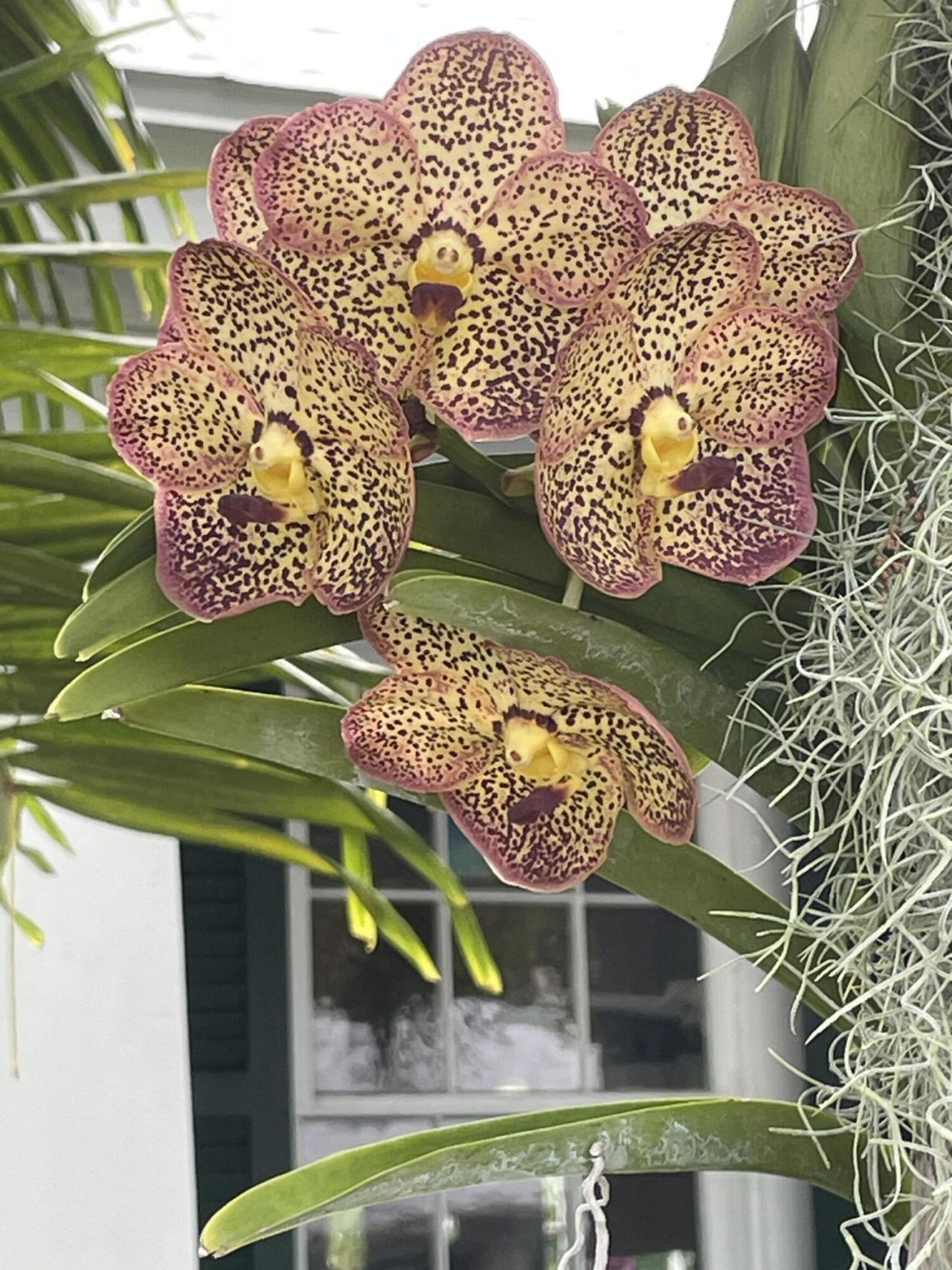 907 Frances Street, Key West, FL 33040 Photo