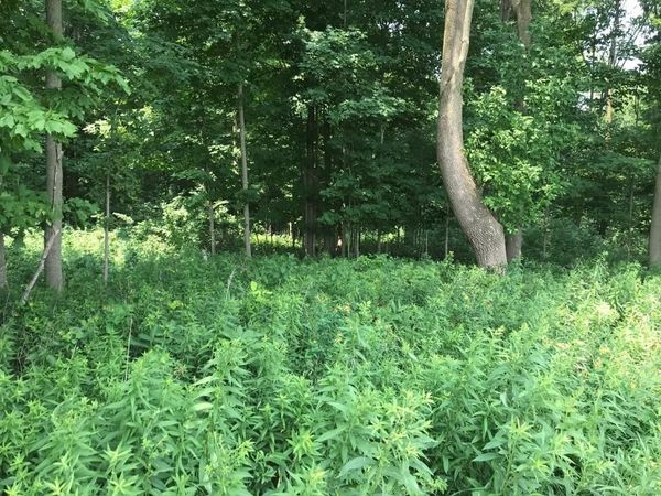 10 Acres LINCOLN DRIVE, Unit 139054, Athens, WI 54411