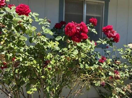 4021 Bright Ct, Placerville, CA 95667 Photo