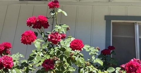 4021 Bright Ct, Placerville, CA 95667 Photo