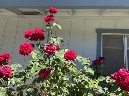 4021 Bright Ct, Placerville, CA 95667 Photo
