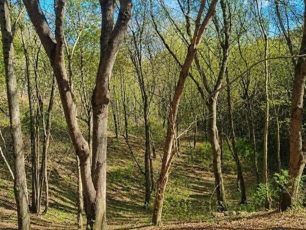 0 Blackberry Ridge Way , Unit 85, Smithville, TN 37166