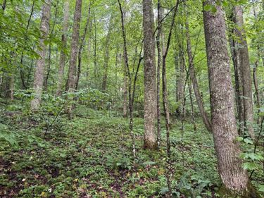 Lot 1 Hanging Run Road, Belington, WV 26250