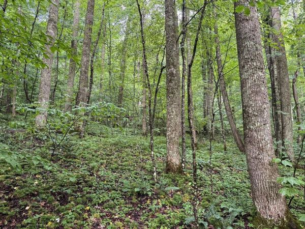 Lot 1 Hanging Run Road, Belington, WV 26250