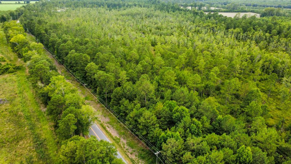 0 Cane Branch Road Photo 6