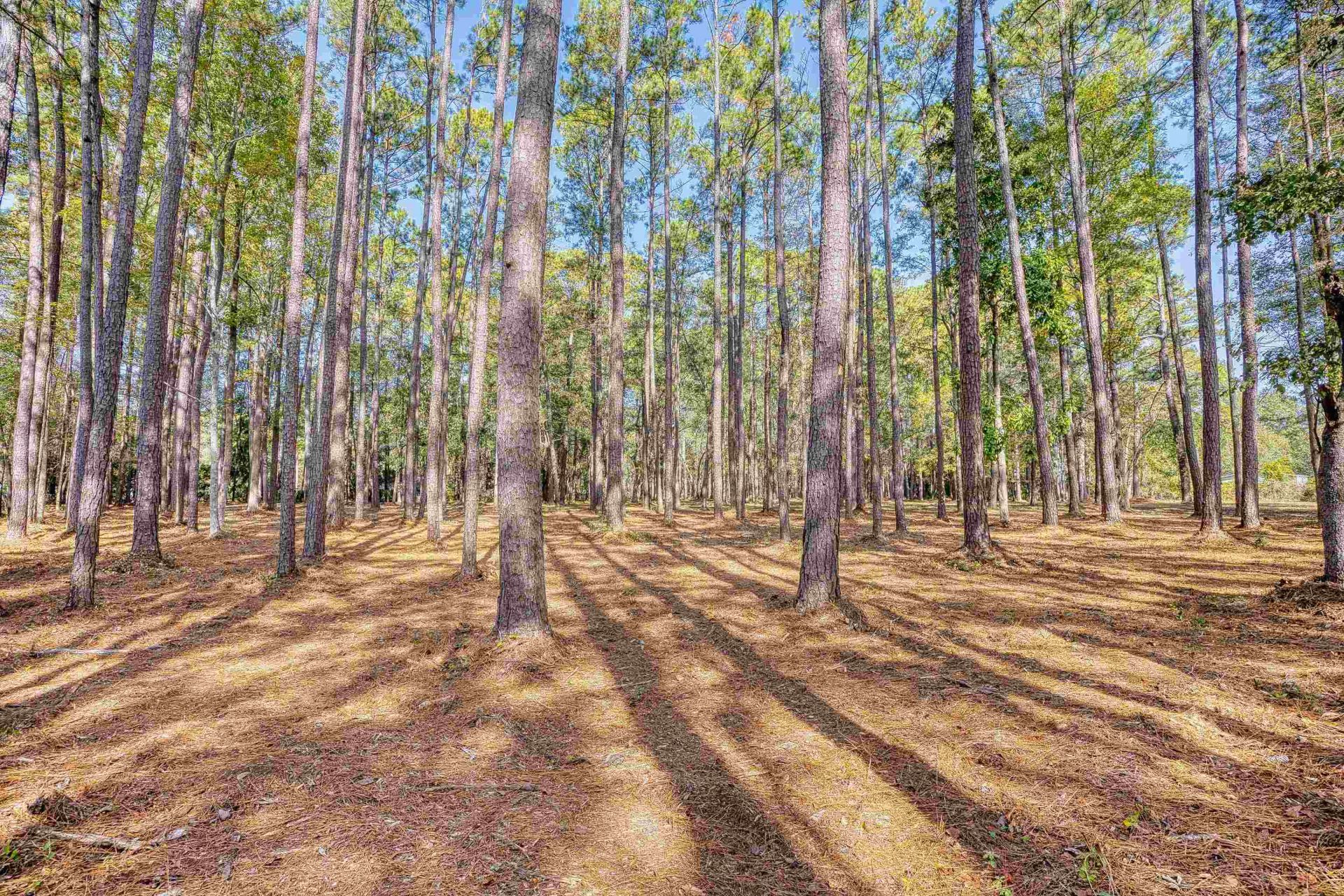 4250 Lilac Rd.  Photo 13