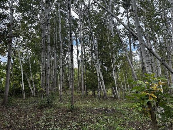 8265 Gutchess Road, Alpena, MI 49707