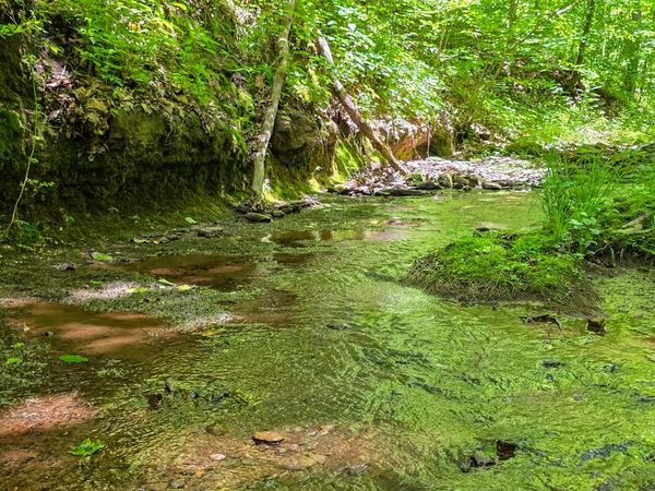 Ellison Ridge, Jumping Branch, WV 25969
