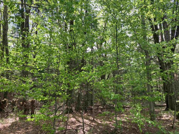 Lot 118 High Top Road, Unit B-118, Wilmington, VT 05363