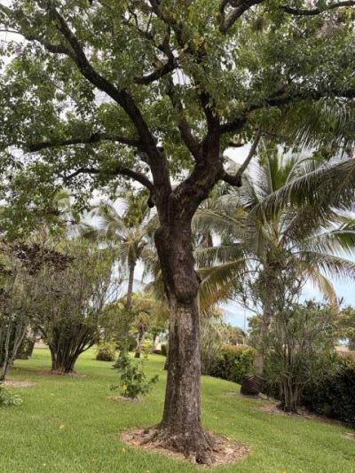 7205 W Atlantic Boulevard, Unit 206, Margate, FL 33063 Photo