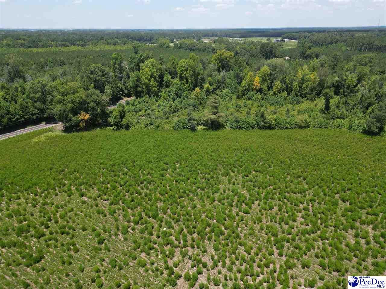 8.14 Acres Off Dalcho Rd Photo 10
