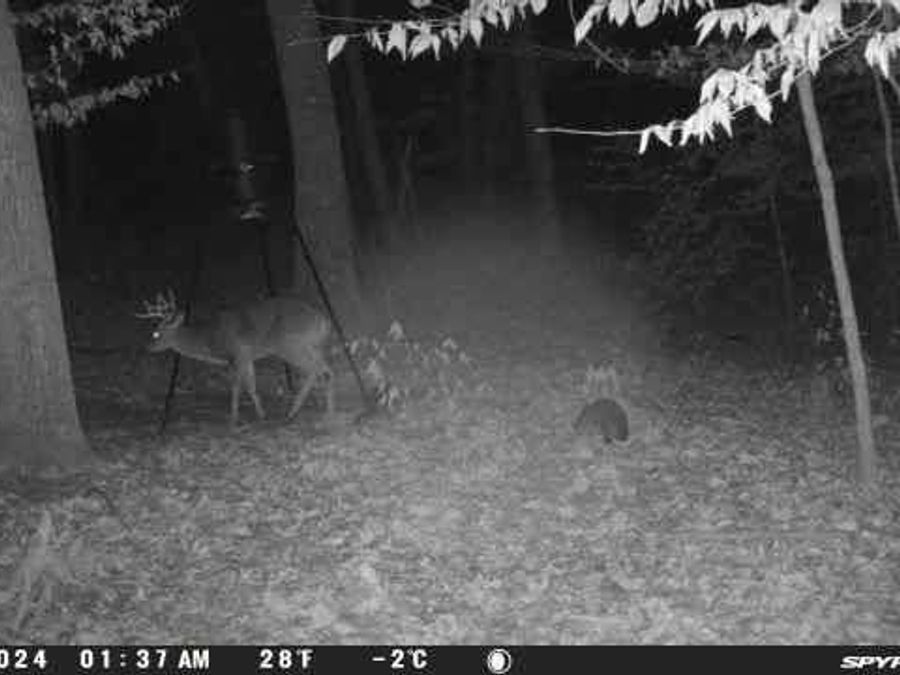 Property Image 24
