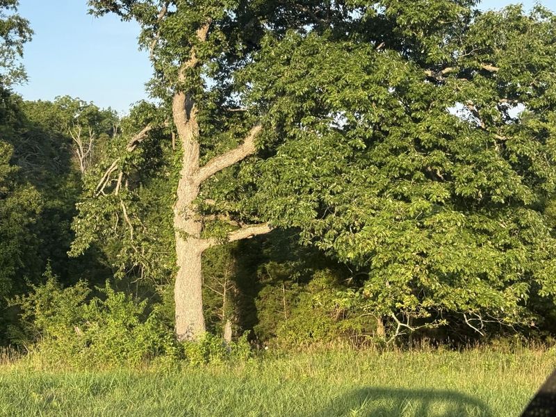 0 Renaker-Berry Road, Berry, KY 41003 Photo 25